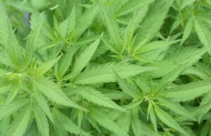 Khan Begins Drug Decriminalisation In London